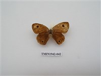 藏品(密紋波眼蝶)的圖片